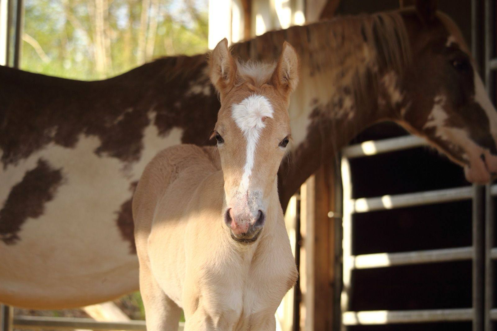 Sunday´s Shining Cleo – For Sale