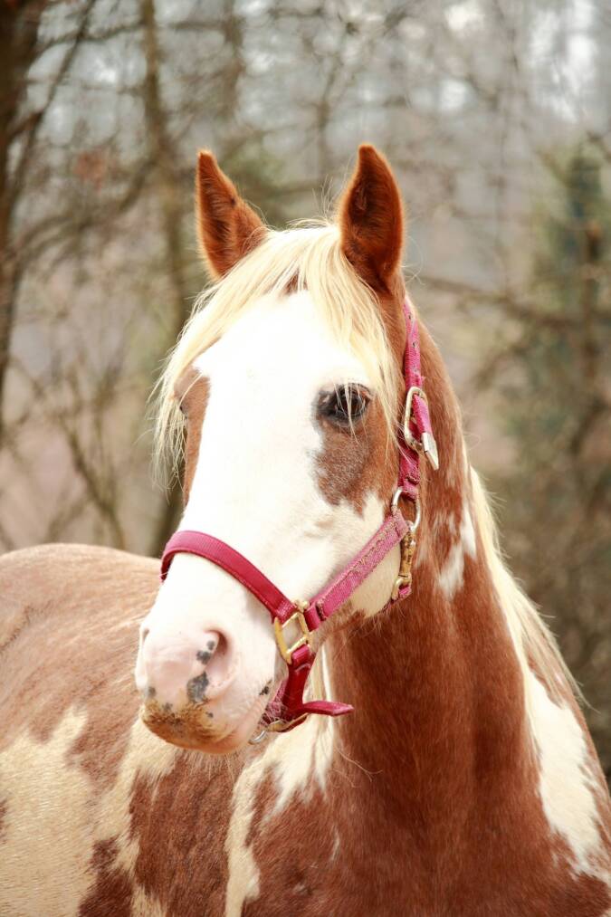 Miss Paisley Desert