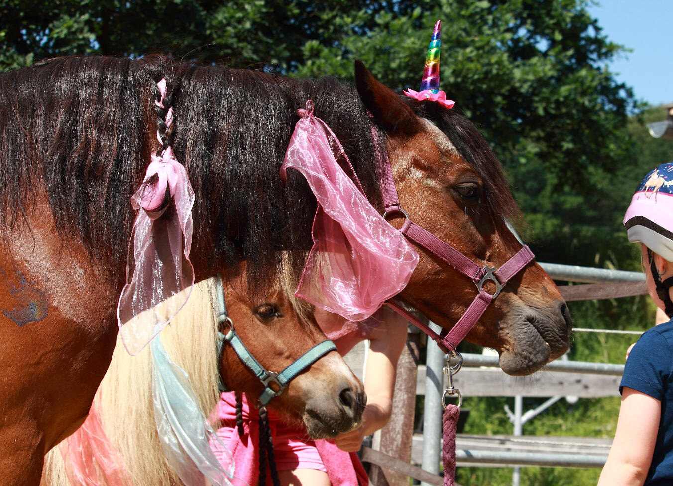 Mottokurse Pony Club